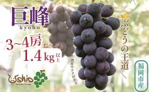 【2025年8月以降順次発送】福岡市産巨峰1400g3～4房【北海道・沖縄・離島発送不可】