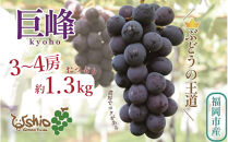 【2026年8月以降順次発送】福岡市産巨峰1300g3～4房【北海道・沖縄・離島発送不可】