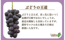 【2026年8月以降順次発送】福岡市産巨峰1300g3～4房【北海道・沖縄・離島発送不可】