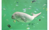 30-53鳥羽水族館 年間パスポート 大人