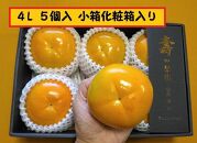 甘柿　太秋柿4L×5個入（1.55kg以上） 化粧小箱入り【2024年10月20日以降発送】