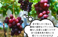 ぶどう&nbsp;巨峰&nbsp;種あり&nbsp;1kg&nbsp;2～4房&nbsp;和歌山県産&nbsp;クール便対応&nbsp;【みかんの会】