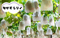 ぶどう&nbsp;巨峰&nbsp;種あり&nbsp;3kg&nbsp;5～9房&nbsp;和歌山県産&nbsp;クール便対応&nbsp;【みかんの会】