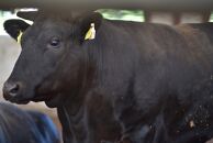 馬追和牛　サーロインステーキ（200g×2枚）