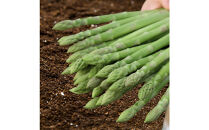 【先行予約】北海道長沼町産・押谷ファームのグリーンアスパラ（L～2L混在&nbsp;800g）2026年5月中旬発送開始予定