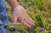 特別栽培米 JGAP認証農場　令和5年産北海道産ななつぼし玄米 5kg