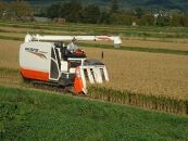 特別栽培米 JGAP認証農場　令和5年産北海道産ゆめぴりか玄米 10kg