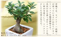 【観葉植物】幸せを見守る樹 ガジュマル 7号 スクエア陶器鉢 ストレート 高さ:約45cm～60cm内外 【観葉植物 植物 鉢付 インテリア 部屋 室内 オフィス 癒し エコ グリーン マイナスイオン リラックス オシャレ おしゃれ ギフト プレゼント 贈り物 人気 おすすめ  福岡県筑前町 送料無料 AG027】