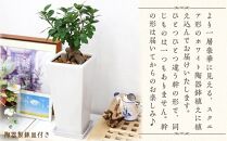 【観葉植物】幸せを見守る樹 ガジュマル 7号 スクエア陶器鉢 ストレート 高さ:約45cm～60cm内外 【観葉植物 植物 鉢付 インテリア 部屋 室内 オフィス 癒し エコ グリーン マイナスイオン リラックス オシャレ おしゃれ ギフト プレゼント 贈り物 人気 おすすめ  福岡県筑前町 送料無料 AG027】