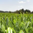 奥八女星野村 深蒸し高級煎茶(深蒸し茶)100g×1袋【銘茶 福岡銘茶 お取り寄せ 茶 お茶 おちゃ 八女茶 高級 煎茶 人気 おすすめ ソフトドリンク 飲料 常温 福岡県大任町ふるさと納税 送料無料 AP016】