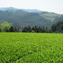 奥八女星野村 深蒸し高級煎茶(深蒸し茶)100g×2袋