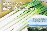 甘ねぎ 2kg（約10本～17本） ネギ 葱 野菜 やさい すき焼き うどん 味噌汁 みそ汁 チャーハン 産地直送 ご当地 人気 おすすめ 新鮮 お取り寄せ 先行予約 旬 宮城 角田