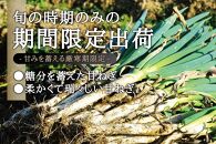 甘ねぎ 5kg（約27本～42本）ネギ 葱 野菜 やさい すき焼き うどん 味噌汁 みそ汁 チャーハン 産地直送 ご当地 人気 おすすめ 新鮮 お取り寄せ 先行予約 旬 宮城 角田