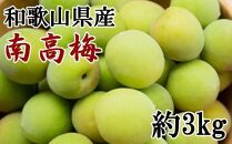 【和歌山名産】南高梅約3kg（サイズ混合）・秀品【2025年6月より順次発送】【TM175】