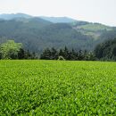 奥八女星野村 深蒸し高級煎茶(深蒸し茶)100g×1袋【銘茶 福岡銘茶 お取り寄せ 茶 お茶 おちゃ 八女茶 人気 おすすめ ソフトドリンク 飲料 常温 送料無料 DV016】