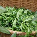 奥八女星野村　伝統本玉露[50g]×1袋【銘茶 福岡銘茶 お取り寄せ 茶 お茶 おちゃ 八女茶 人気 おすすめ ソフトドリンク 飲料 常温 送料無料 DV020】