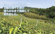 【先行予約】福島県いわき市産梨（幸水）3kg