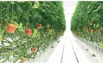 トマトジュース　160g×6本　完熟トマト100%　高濃度