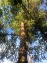 ueruhako SDGs１５番　森の美しさを守る 与謝野ヒノキの木箱×静寂の松葉チョコレート