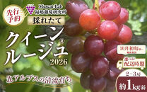 【先行予約】A　2026&nbsp;&nbsp;クイーンルージュ®　2房～3房　約1キロ弱【2026年10月初旬頃～順次発送予定】　長野県産　国際特許有機肥料栽培