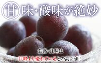 2024 P ピオーネ　粒採り6パック　中粒小粒　約1キロ　【9月中旬頃～順次発送予定】　長野県産　国際特許有機肥料栽培