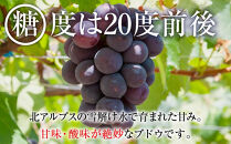 2025　P　ピオーネ　粒採り6パック　約1キロ　【10月初旬頃～順次発送予定】　長野県産　国際特許有機肥料栽培｜&nbsp;果物&nbsp;ぶどう&nbsp;フルーツ&nbsp;&nbsp;ブドウ&nbsp;高糖度&nbsp;種なし&nbsp;&nbsp;人気&nbsp;おすすめ&nbsp;葡萄&nbsp;ギフト&nbsp;送料無料&nbsp;長野県&nbsp;大町市