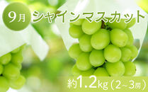 坂出市「旬のフルーツを味わう6回」定期便&nbsp;【発送月：2月・4月・7月・9月・11月・12月】