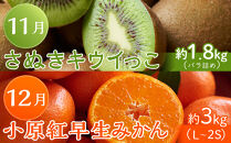 坂出市「旬のフルーツを味わう6回」定期便&nbsp;【発送月：2月・4月・7月・9月・11月・12月】