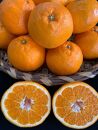完熟はるみオレンジ 赤秀品 5kg （L～3Lサイズ混合/サイズ指定不可）