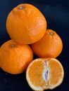 完熟はるみオレンジ 赤秀品 5kg （L～3Lサイズ混合/サイズ指定不可）