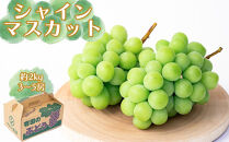 シャインマスカット&nbsp;約2kg（3～5房）