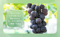 シャインマスカット、巨峰詰め合わせ&nbsp;約3kg（各3～4房）