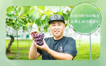 シャインマスカット、巨峰詰め合わせ&nbsp;約3kg（各3～4房）