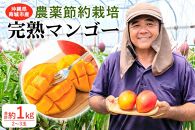 【2024年発送】沖縄県南城市産「完熟マンゴー」約1kg（2～3玉）◆ギフト／家庭用◆ 農家直送 農薬節約栽培