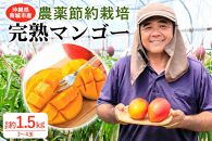 【2024年発送】沖縄県南城市産「完熟マンゴー」約1.5kg（3～4玉）◆ギフト／家庭用◆ 農家直送 農薬節約栽培