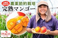 【2024年発送】沖縄県南城市産「完熟マンゴー」約2kg（3～7玉）◆ギフト／家庭用◆ 農家直送 農薬節約栽培