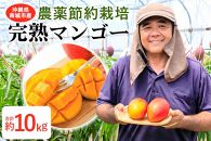 【2024年発送】沖縄県南城市産「完熟マンゴー」約10kg ◆ギフト／家庭用◆ 農家直送 農薬節約栽培