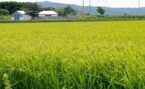 【令和5年産】伊藤農園の特別栽培米ゆめぴりか 玄米（10kg）