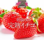 【先行予約】高知県南国市産／メロンといちごセット（2024年2月～発送）【メロン 苺 フルーツ くだもの デザート 高評価 人気 おすすめ】
