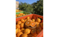 有田みかん&nbsp;M&nbsp;5kg&nbsp;贈答用&nbsp;乳酸菌栽培