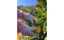 有田みかん&nbsp;M&nbsp;10kg&nbsp;贈答用&nbsp;乳酸菌栽培