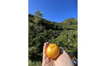 有田みかん&nbsp;M&nbsp;10kg&nbsp;贈答用&nbsp;乳酸菌栽培