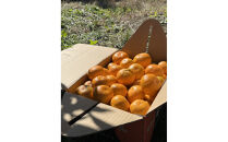 有田みかん&nbsp;L10kg&nbsp;贈答用&nbsp;乳酸菌栽培