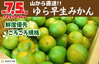 ゆら早生 みかん 山から直送 箱込 7.5kg (内容量 6.8kg) 採れたてそのままごろごろ規格 有田みかん 和歌山県産 【みかんの会】