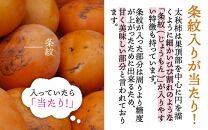 【先行予約】あま～いサクサク食感 太秋柿 3kg (7～10玉) / 梨のような柿 柔らかい フルーツ 柿 かき 糖度が高い あわら市産 くだもの 甘柿※2024年11月中旬より順次発送