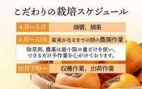 【先行予約】あま～いサクサク食感 太秋柿 3kg (7～10玉) / 梨のような柿 柔らかい フルーツ 柿 かき 糖度が高い あわら市産 くだもの 甘柿※2024年11月中旬より順次発送