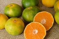 和歌山の農園直送！北村農園のゆら早生みかん5kg　