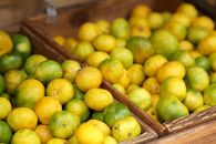 和歌山の農園直送！北村農園のゆら早生みかん5kg　