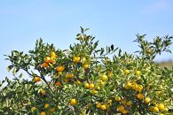 和歌山の農園直送！北村農園のゆら早生みかん5kg　