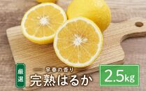 厳選！早春の香り！完熟はるか（2.5kg）2024年2月中旬～3月上旬 発送予定 フルーツ お取り寄せ 産地直送 もりの農園